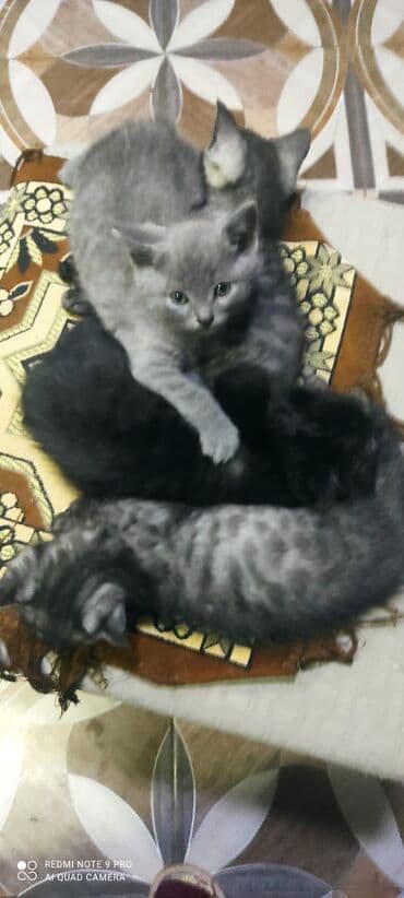 купить сибирского котёнка: Шотландская, Самец, Самка — 5