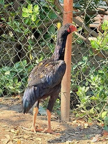 Heyratıxoruz – gənc xoruz - Cins: Malay (uzunboylu, güclü skeletli — 1