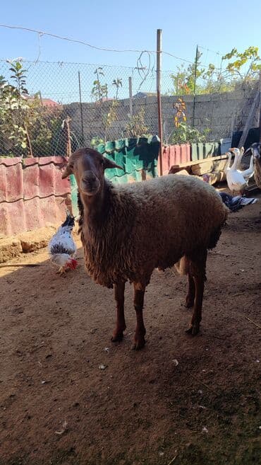 qoyun qiyməti 2024: Damazlıq veya ətlik Toglu Satılır Sağlamdır heç bir problemi yoxdu — 3