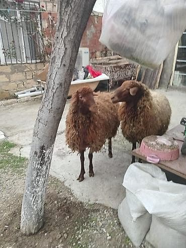 2 baş qoçdu damazlıq və ətlik . Qızıl qulaq qoçlardı qiymət 2 sinə