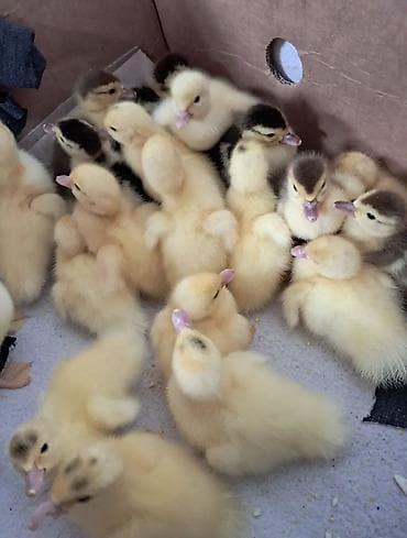 Dişi, | Lal ördək, Damazlıq, Ünvandan götürmə