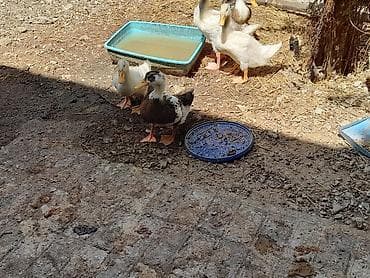 Məhsul: Ördək balaları Təsvir: - Həyətdə saxlanılan müxtəlif rəng və lalafo.az -da Məhsul: Ördək balaları Təsvir: - Həyətdə saxlanılan müxtəlif rəng və