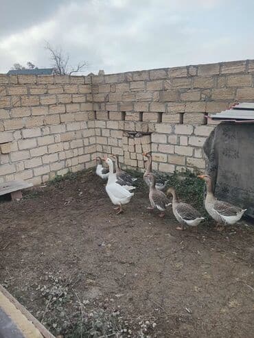 Inəklər, öküzlər: Qaz satılır — 6