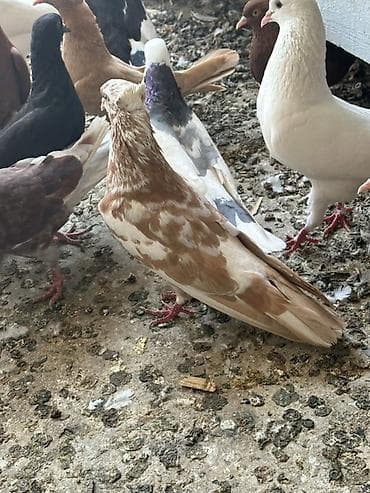 ucuz quşlar: Salam tergizme quwlardi oz quwlarmdi pul Lazm olduqu ucun satram her — 3