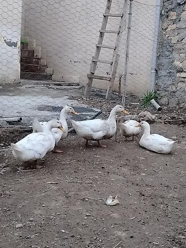 erkey dana: Erkək, Yumurtalıq, Ünvandan götürmə — 3