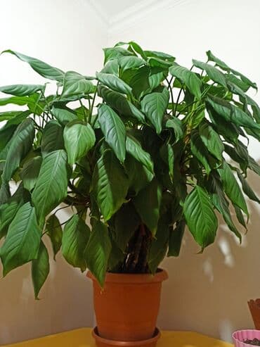 diri baliq satisi: Masazır ev gülləri — 2