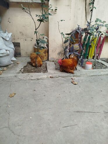 Brilliance: Toyuq, Damazlıq — 2