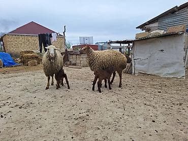 1ci qarınlardı damazlıq toxlulardı balaları 2sdə dişdi