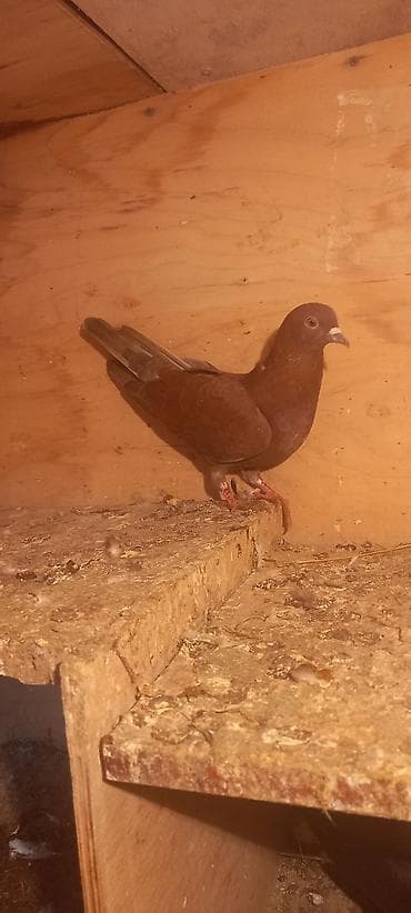 dovsan: Erkəy — 3