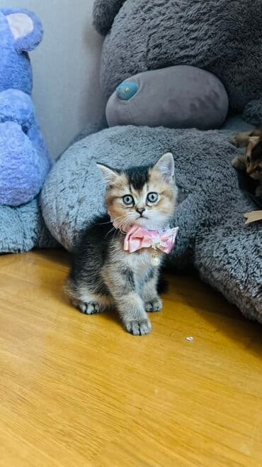 pişik latok: Şinşilla, Dişi — 4