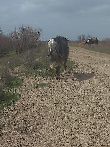 Keci satilir temiz hele dir erkekdi Neftcala rayondadir tel