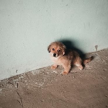 heyvan hekimi: Pekines, 3 ay, Dişi, Ünvandan götürmə, Pulsuz çatdırılma, Rayonlara çatdırılma — 2