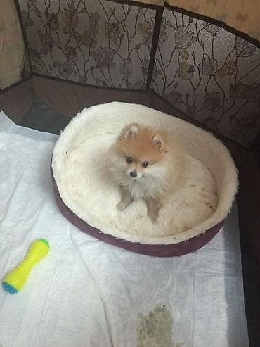 Şpitz, 3 ay, Erkek, Sənədli, Ünvandan götürmə — 1