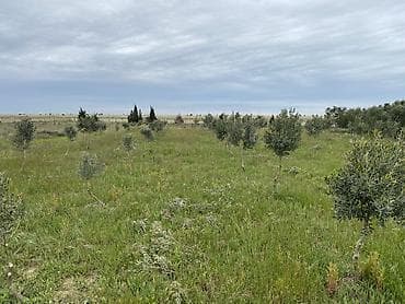 torpa: 8 sot, Kənd təsərrüfatı, Mülkiyyətçi, Bələdiyyə — 1