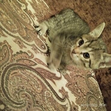 купить котенка бесплатно: В добрые руки — 6