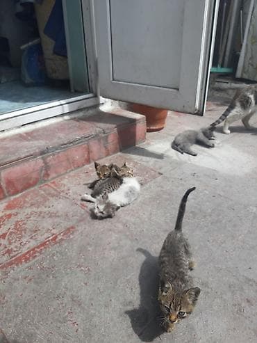 cin bildircin: Erkək, Dişi, Yaxşı əllərə, Pulsuz çatdırılma, Ünvandan götürmə — 5
