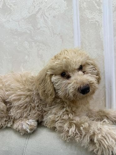 pitbull iti satilir: Pudel, 4 ay, Erkek, Ödənişli çatdırılma — 4