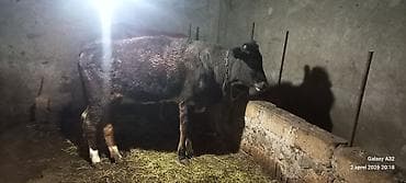 it tap az: Salam.Şəkildə görduyunuz dişi heyvan 1 il 1 aylıqdır.Təmiz əti 130 kq — 2