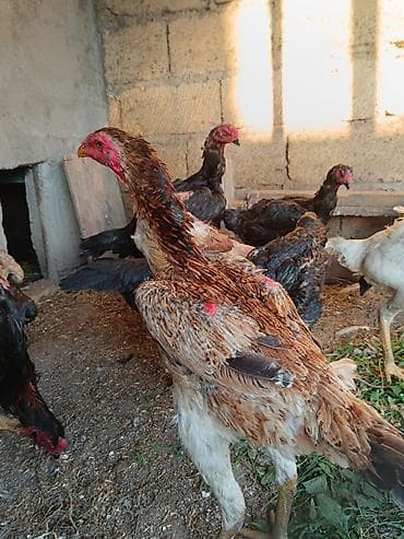 karella qus: O shamo fereler 50-100 azn arasi xoruz 100 150 azn.Sumqayit — 2
