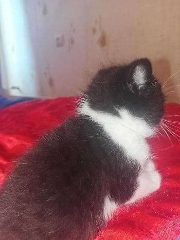 ereb ati satilir: Yaxşı əllərə — 8