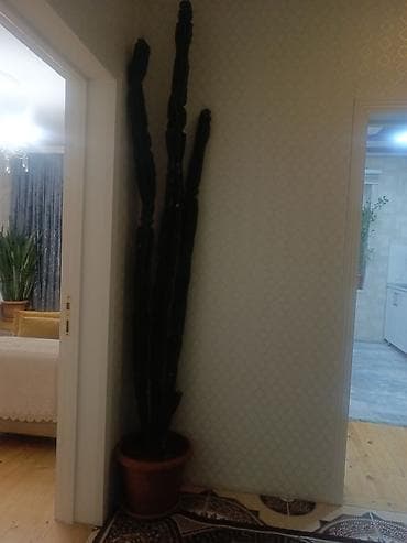 Dekorativ divar panelləri: Lesa — 2