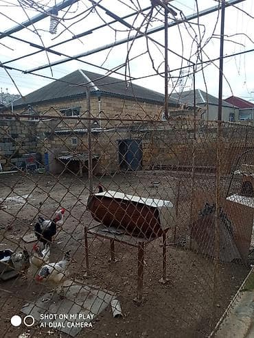 15 yaş iş: 4 otaqlı, 4 kv. m, Orta təmir — 3