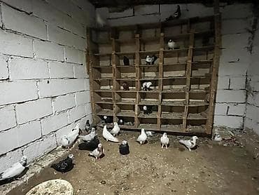 akvarium baliq bazari: Əlaqə üçün:050-886-68-47 077-748-47-37 23-24 — 3