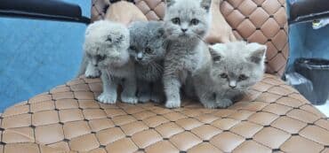 siam pişiyi qiyməti: Şotland, Erkək, Dişi, Yaxşı əllərə, Ödənişli çatdırılma — 5