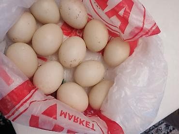 Souslar və ədviyyatlar: Məhsul: ördey yumurtası linda - Rəng: Açıq krem-ağ qabıq - Ölçü: Orta — 1