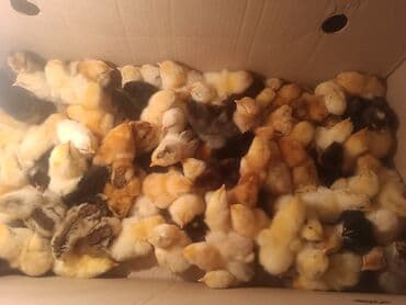 cucələrin satışı: İNCI QUŞÇULUQ – quşçuluq xidməti və məhsulları Təkliflər: - İnkubator — 2