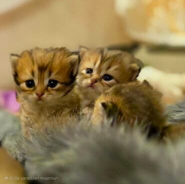 взять бесплатно котёнка: Самец, Самка, В добрые руки, Бесплатная доставка — 2