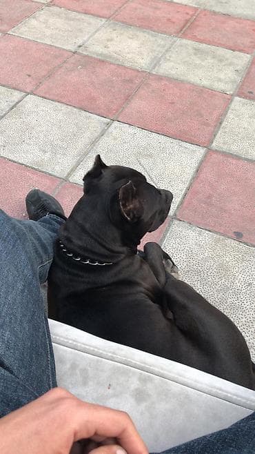 Pitbul, 2 il, Erkek, Peyvəndli — 1