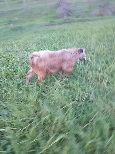 kənd toyuqlarının satışı: Məhsul: Təkə (2 baş) Təsvir: - Uzun tüklü, yarıdaraq qəhvəyi–sarı — 5