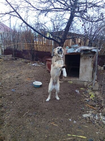 pidbul iti: Kanqal, 6 ay, Dişi, Ünvandan götürmə — 5