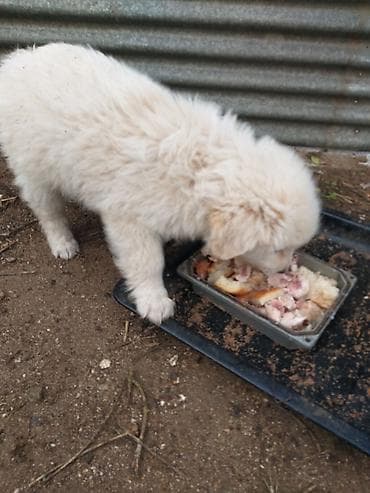 it qiz seksi: 3aylığ sağlam həyət itləri ağ di.idir qaraqəhvəyi erkəydi,ikisi bir — 4