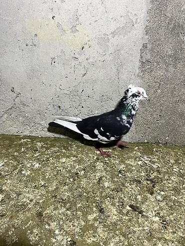 Qiymət birinə aidir