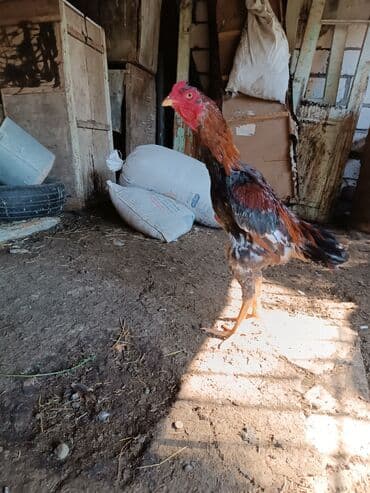 Cins: döyüş tipli xoruz (uzunboyun, qırmızı daraq və qəhvəyi-qara