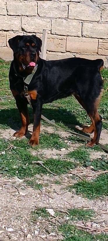 alman afcarkasi satilir: Rotveyler, 7 ay, Dişi, Peyvəndli, Ünvandan götürmə — 6