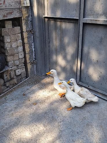 Ağ Pekin ördəkləri – 3 ədəd - Cins: Ağ Pekin (sürətli böyümə, sakit — 3