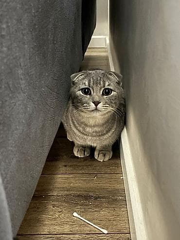 scottish fold: Şotland — 4