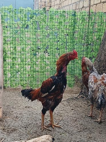 naxcivan heyvan elanlari: Oh wamo xoruzu temiz oh wamo alman qan deyiwmey isdeyirem deye ozine — 4