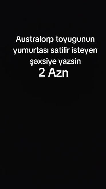 Məhsul: Australorp toyuğunun yumurtası hefdede 20 - 25 eded Təsvir lalafo.az -da Məhsul: Australorp toyuğunun yumurtası hefdede 20 - 25 eded Təsvir