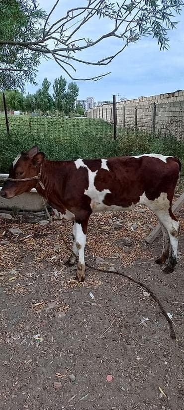 Dişi, Simental, il: 3, Südlük