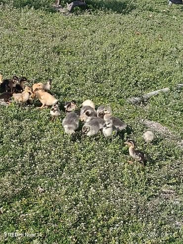 eşşək sudu satışı: Pekin qışqıran ördəklər və qaz balalari.12gunlukduler.dermasiz — 8