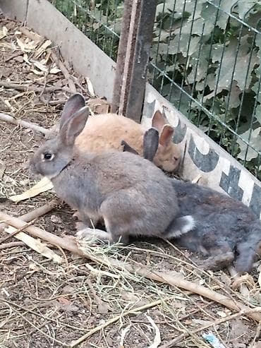 Digər heyvanlar: 🐰 Dovşanlar satılır! 🐰 Sağlam və baxımlı dovşanlar satışdadır. ❤️ — 2