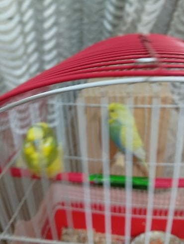 arı yuvası: Dalğalı tutuquşu cütü və qəfəs seti - Növ: dalğalı tutuquşu (cüt) - — 2