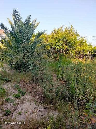 agac satilir: Xurma agaci, Qiymeti razilasma yolu ile. Lehis baglarinda yerlesir — 1