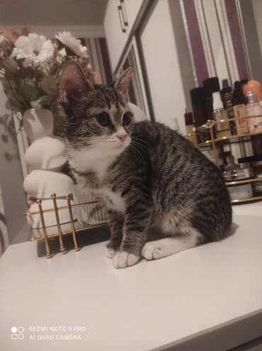 русская голубая кошка цена: Табби, В добрые руки — 6