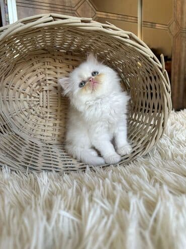 şotlan pişik: Şotland yastı qulaq, Erkək, Dişi, Yaxşı əllərə, Ünvandan götürmə, Pulsuz çatdırılma, Ödənişli çatdırılma — 179