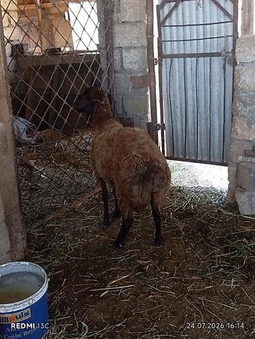 Qala qocu super qocdu 1 ilikdir super qoyun surmeyi var 70 kiloya — 4
